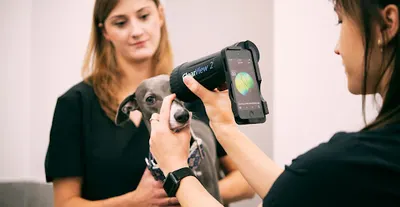 Weterynarz Okulista Martyna Padjasek - Wetokulistyka Mysłowice